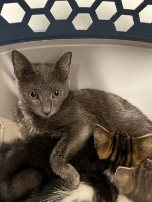 Stormie, Young Female unknown