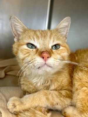 Ichigo, Senior Male unknown