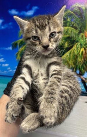 Colby, Baby Male unknown