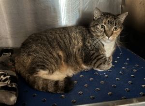 Arabella, Senior Female unknown