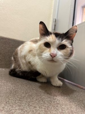 Yumi, Senior Female unknown