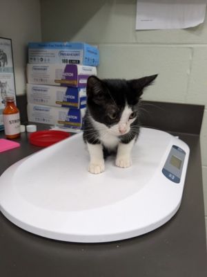 58928502, Baby Female unknown