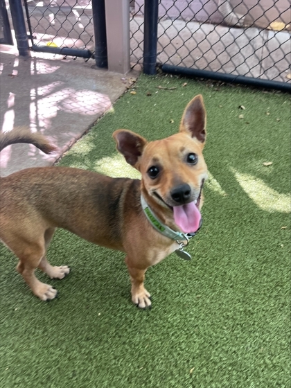 Queenie, an adoptable Terrier, Parson Russell Terrier in Honolulu, HI, 96826 | Photo Image 1