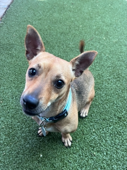 Queenie, an adoptable Terrier, Parson Russell Terrier in Honolulu, HI, 96826 | Photo Image 2