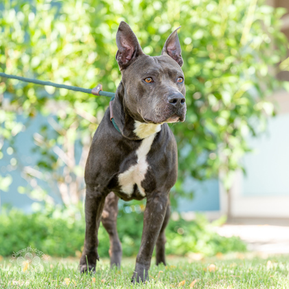 Alii Akana, an adoptable Pit Bull Terrier, Mixed Breed in Honolulu, HI, 96826 | Photo Image 1