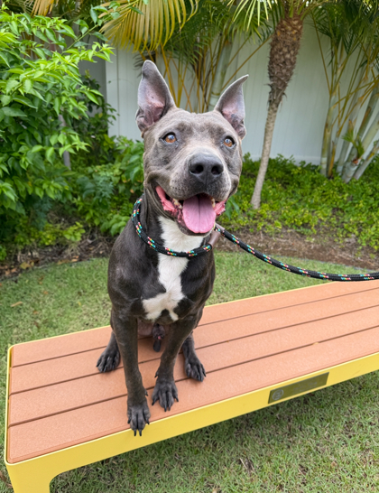 Alii Akana, an adoptable Pit Bull Terrier, Mixed Breed in Honolulu, HI, 96826 | Photo Image 1
