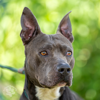 Alii Akana, an adoptable Pit Bull Terrier, Mixed Breed in Honolulu, HI, 96826 | Photo Image 2