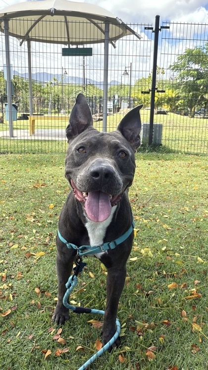 Alii Akana, an adoptable Pit Bull Terrier, Mixed Breed in Honolulu, HI, 96826 | Photo Image 2