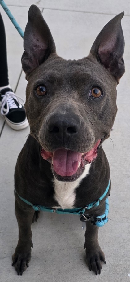 Alii Akana, an adoptable Pit Bull Terrier, Mixed Breed in Honolulu, HI, 96826 | Photo Image 3