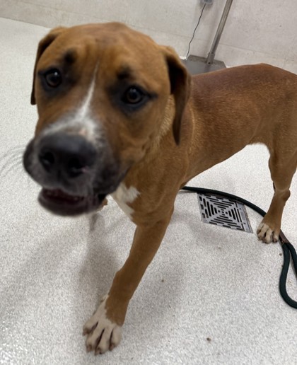 Kanoa, an adoptable Black Mouth Cur, Mixed Breed in Honolulu, HI, 96826 | Photo Image 1