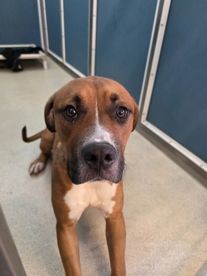Kanoa, an adoptable Black Mouth Cur, Mixed Breed in Honolulu, HI, 96826 | Photo Image 2