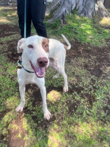 Crash Davis, an adoptable Hound, Mixed Breed in Honolulu, HI, 96826 | Photo Image 1