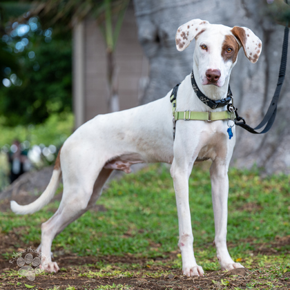 Crash Davis, an adoptable Hound, Mixed Breed in Honolulu, HI, 96826 | Photo Image 1