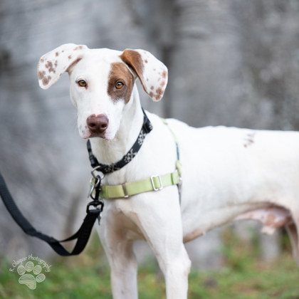 Crash Davis, an adoptable Hound, Mixed Breed in Honolulu, HI, 96826 | Photo Image 2