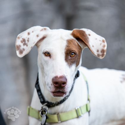 Crash Davis, an adoptable Hound, Mixed Breed in Honolulu, HI, 96826 | Photo Image 3