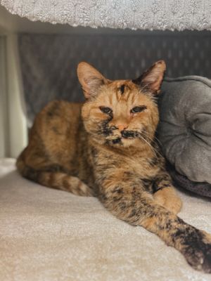 Pumpkin, Senior Female unknown