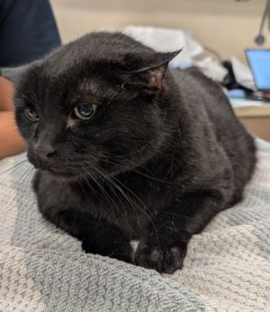 Big Binky, Senior Male unknown