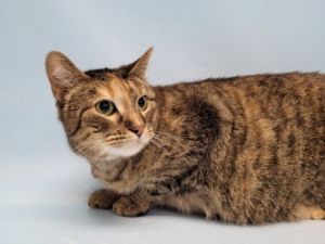 Nancy, Adult Female unknown