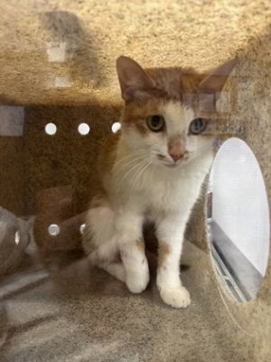 58925130, Adult Female unknown