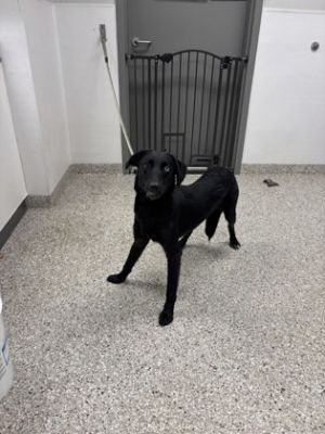 58927487, Adult Female unknown