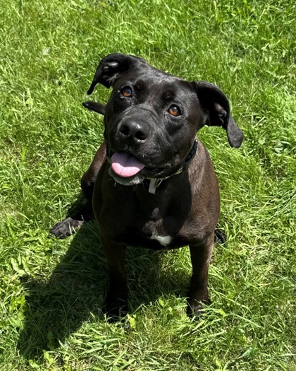 Navi, an adoptable Pit Bull Terrier, Labrador Retriever in Willmar, MN, 56201 | Photo Image 1