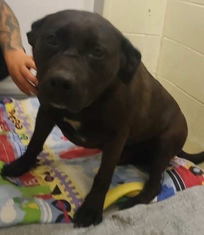 Navi, an adoptable Pit Bull Terrier, Labrador Retriever in Willmar, MN, 56201 | Photo Image 2