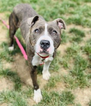 Dot, Adult Female unknown