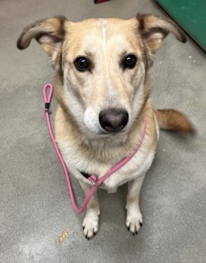 Sandy, Adult Female unknown