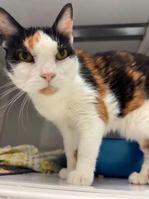 Pepita, Senior Female unknown