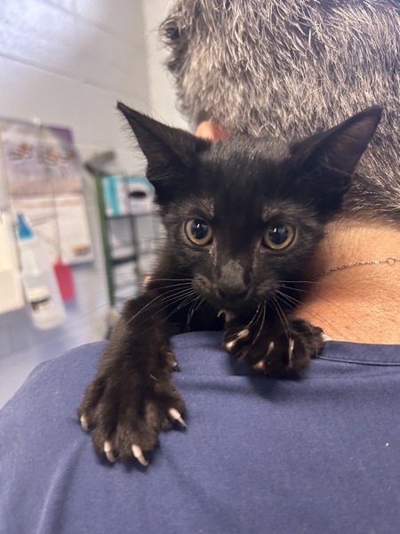 Salem