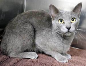 786321, Adult Female unknown