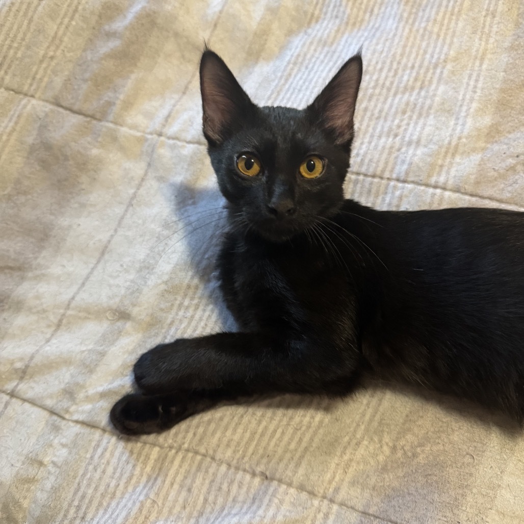 Houdini, an adoptable Domestic Short Hair in Wichita, KS, 67208 | Photo Image 1