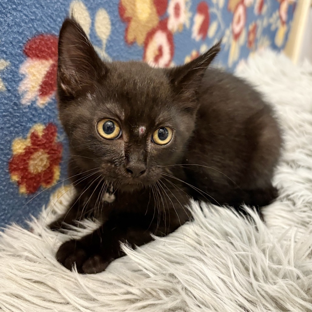 Houdini, an adoptable Domestic Short Hair in Wichita, KS, 67208 | Photo Image 2