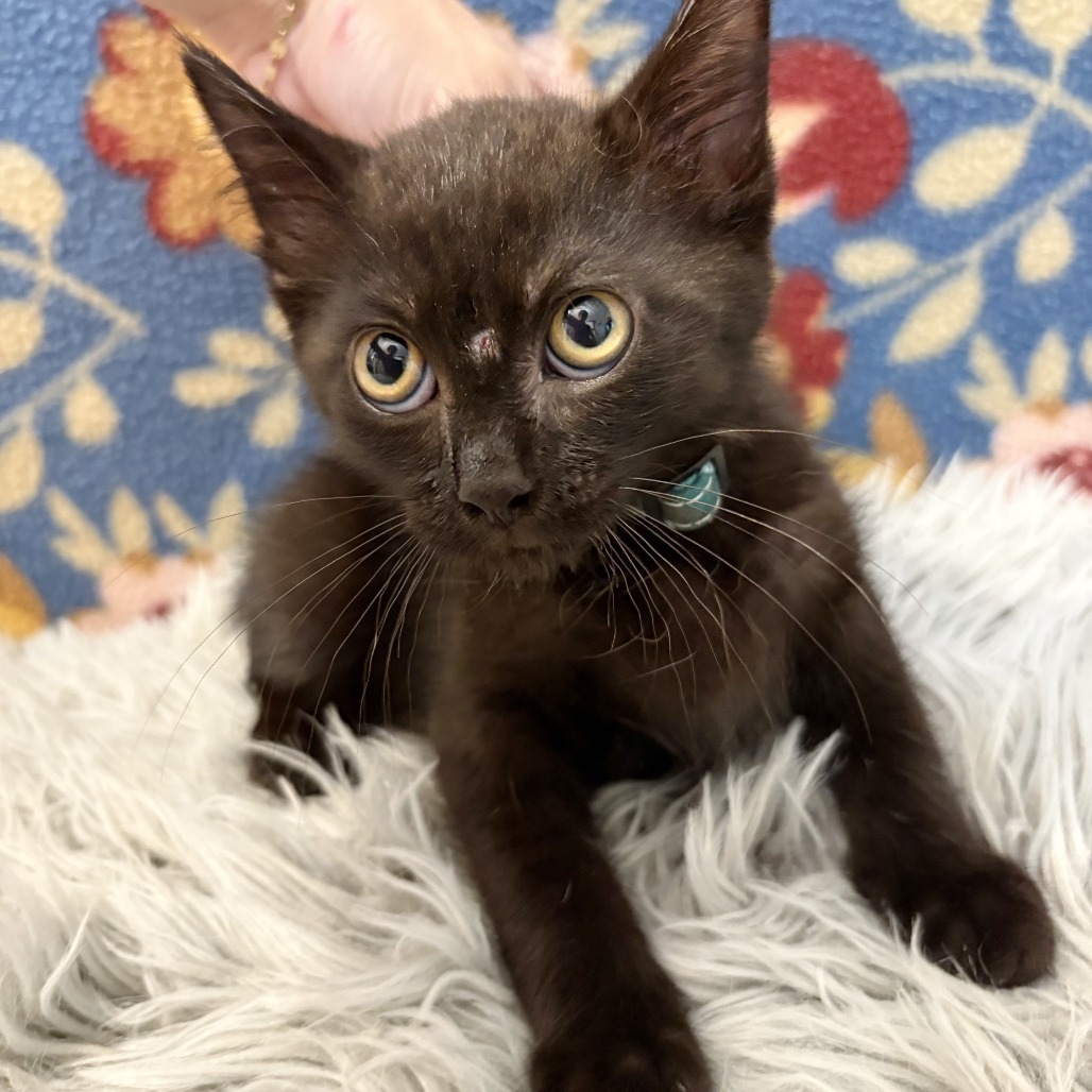 Houdini, an adoptable Domestic Short Hair in Wichita, KS, 67208 | Photo Image 3