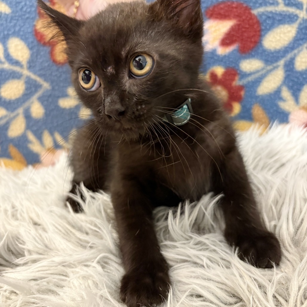 Houdini, an adoptable Domestic Short Hair in Wichita, KS, 67208 | Photo Image 4