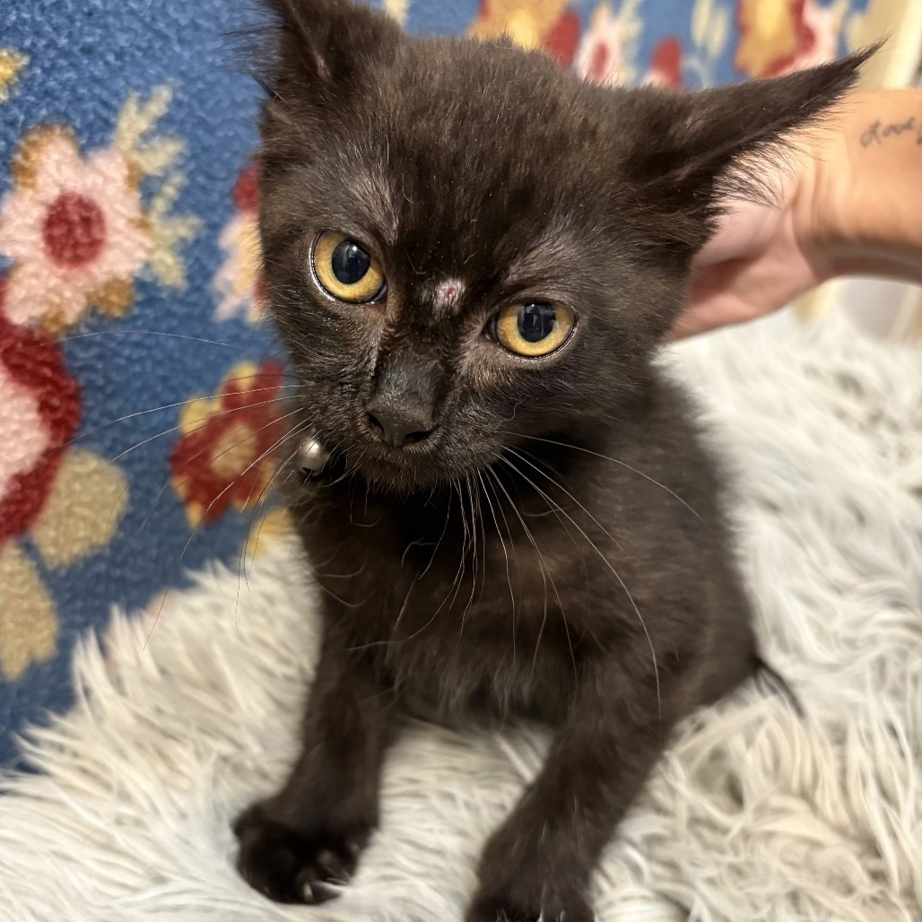 Houdini, an adoptable Domestic Short Hair in Wichita, KS, 67208 | Photo Image 5