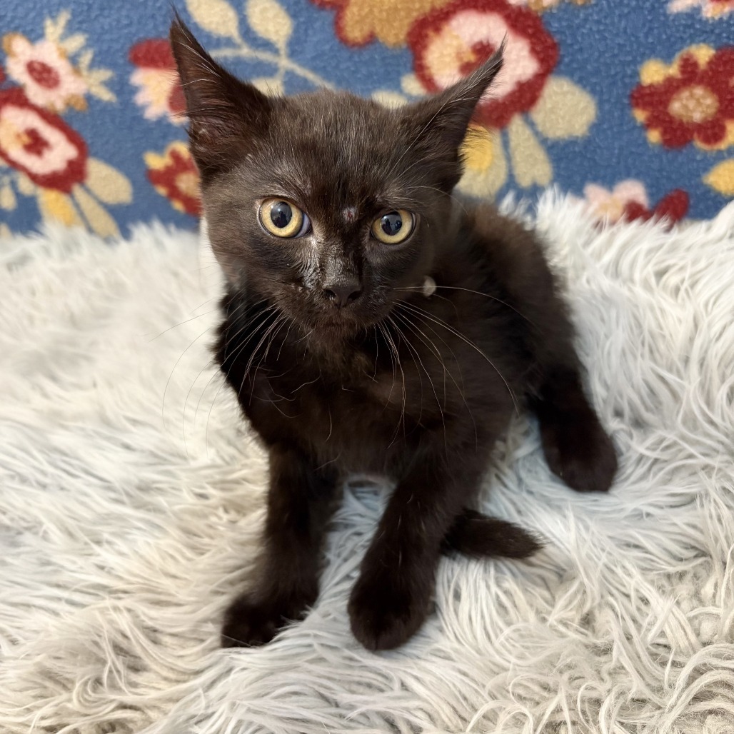 Houdini, an adoptable Domestic Short Hair in Wichita, KS, 67208 | Photo Image 6