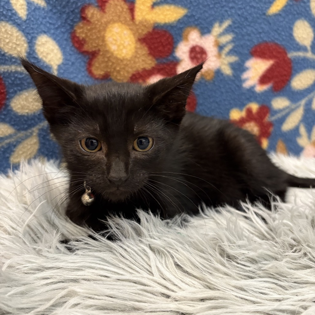 Raven, an adoptable Domestic Short Hair in Wichita, KS, 67208 | Photo Image 2