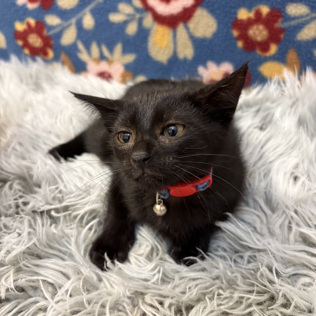 Raven, an adoptable Domestic Short Hair in Wichita, KS, 67208 | Photo Image 3