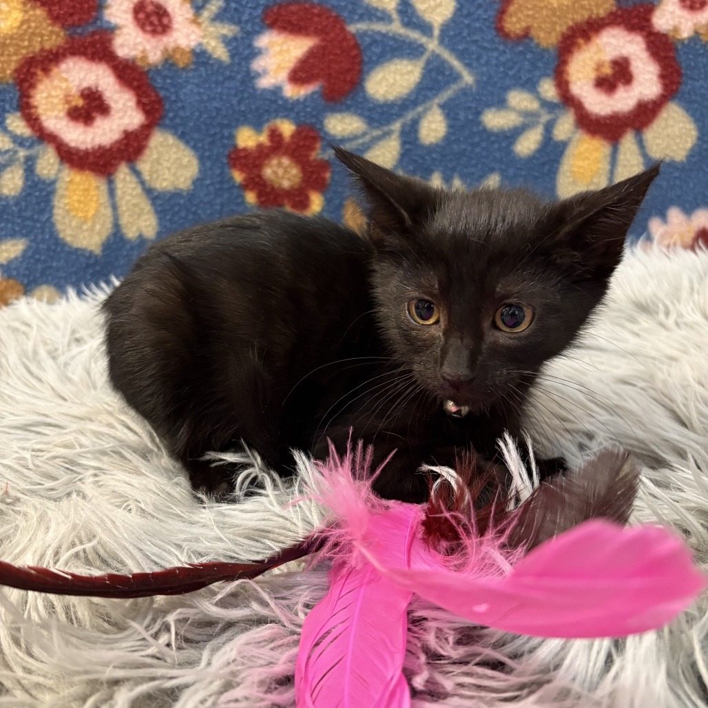 Raven, an adoptable Domestic Short Hair in Wichita, KS, 67208 | Photo Image 4