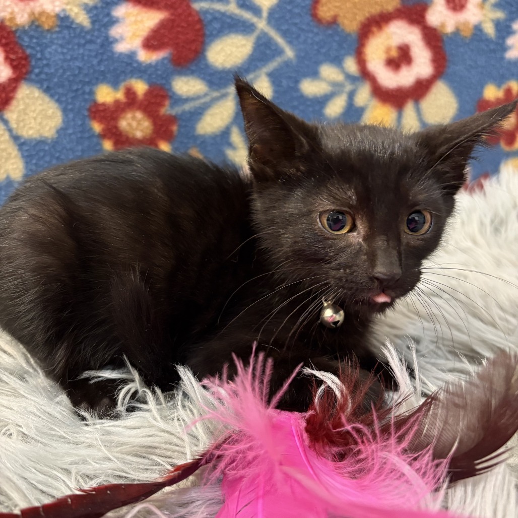 Raven, an adoptable Domestic Short Hair in Wichita, KS, 67208 | Photo Image 5