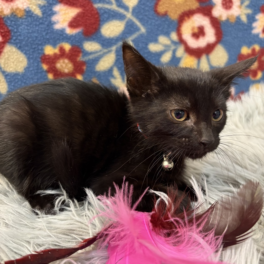Raven, an adoptable Domestic Short Hair in Wichita, KS, 67208 | Photo Image 6