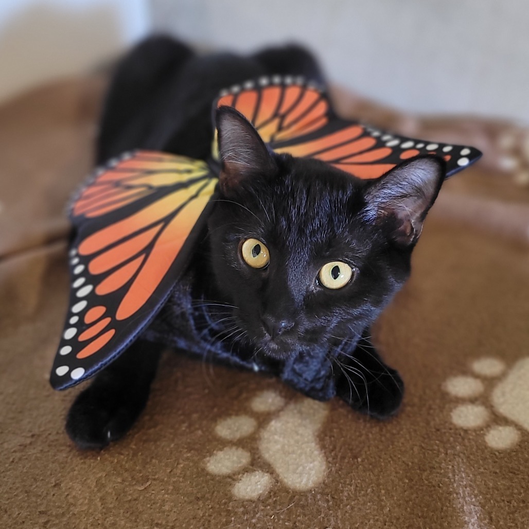 Khaleesi, an adoptable Domestic Short Hair in Wichita, KS, 67208 | Photo Image 1