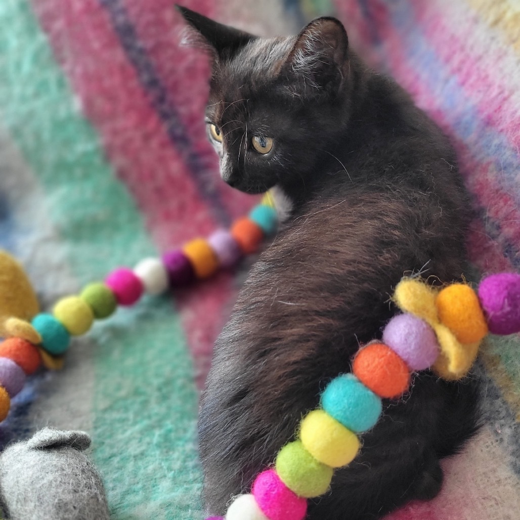 Khaleesi, an adoptable Domestic Short Hair in Wichita, KS, 67208 | Photo Image 2