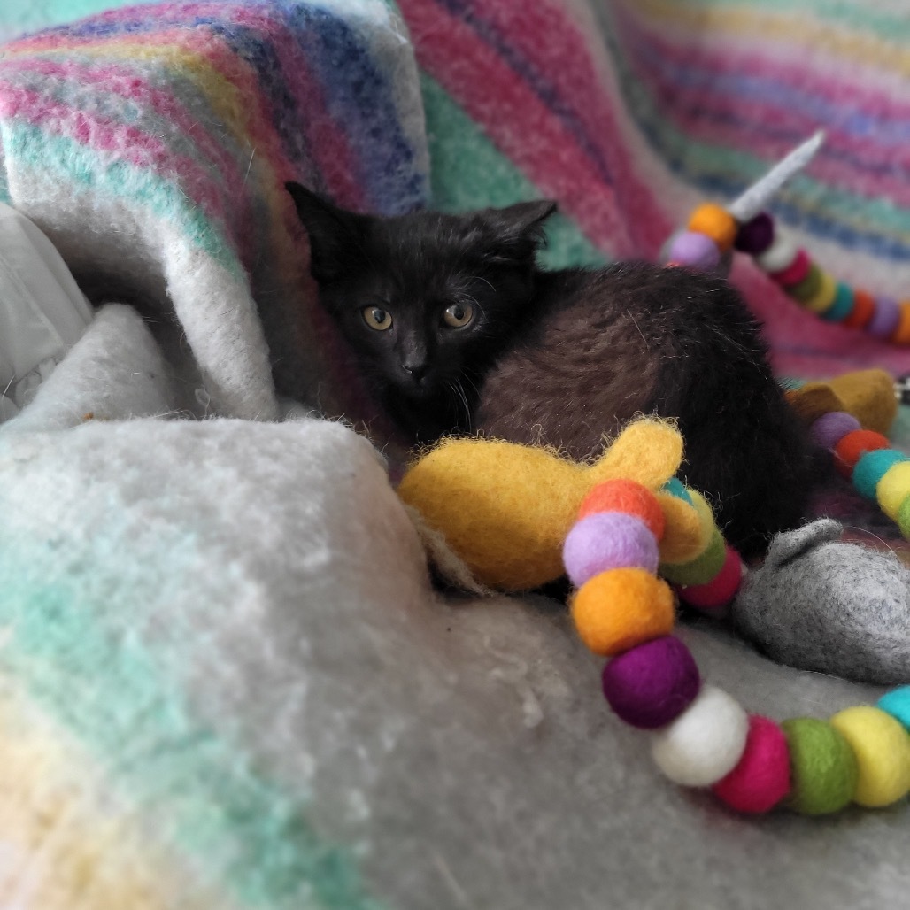 Khaleesi, an adoptable Domestic Short Hair in Wichita, KS, 67208 | Photo Image 3