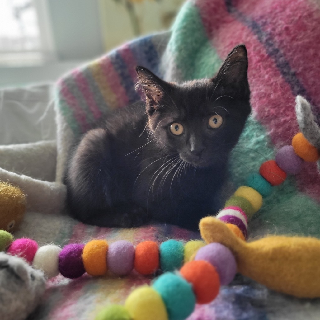 Khaleesi, an adoptable Domestic Short Hair in Wichita, KS, 67208 | Photo Image 4