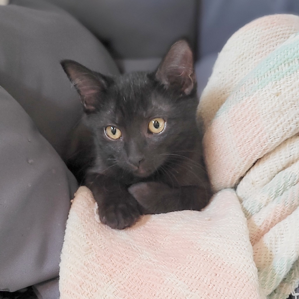 Khaleesi, an adoptable Domestic Short Hair in Wichita, KS, 67208 | Photo Image 5