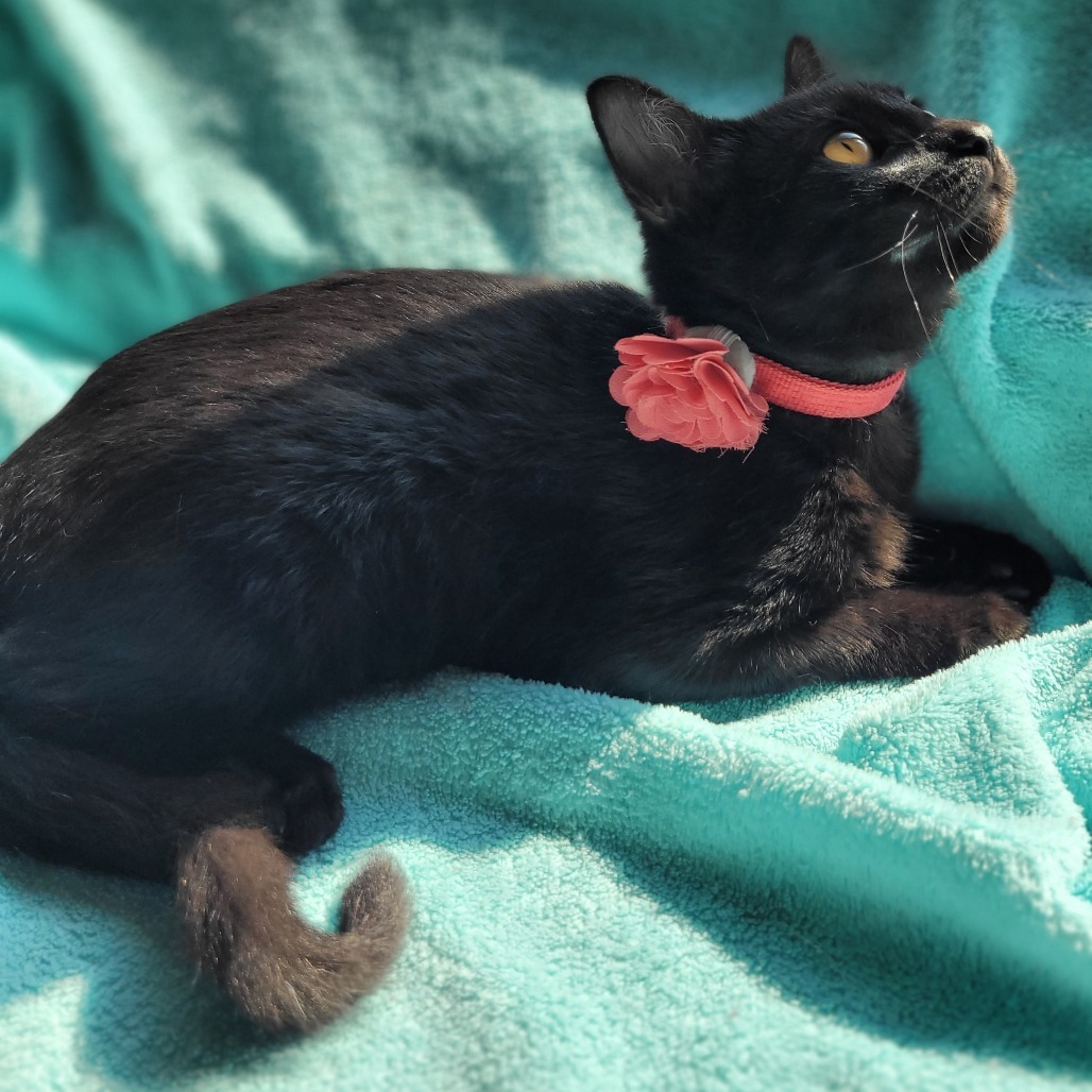 Khaleesi, an adoptable Domestic Short Hair in Wichita, KS, 67208 | Photo Image 6