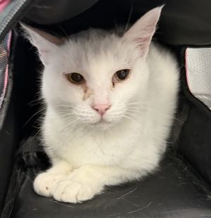 Ira, Senior Male unknown