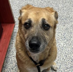 Peanut, Senior Female unknown